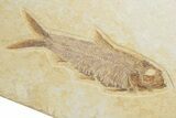 Fossil Fish Plate With Diplomystus & Knightia - Wyoming #245021-2